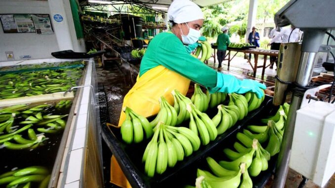 In 2021, earnings from bananas suffered “the most catastrophic loss in the last 10 years,” say Latin American producers and exporters of the product. (Courtesy of Augura)