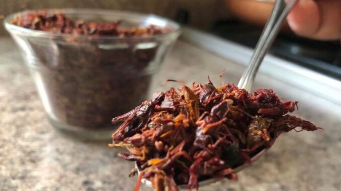 Rich in protein, crickets have been a food source in Mexico since pre-Hispanic times. (Julio Guzmán/Zenger)