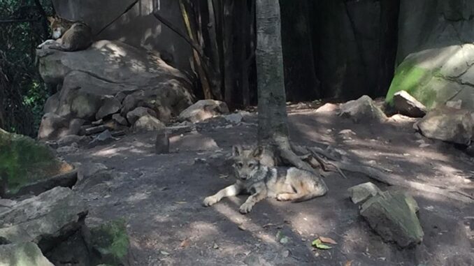 Two Mexican wolves were born in Chapultepec Zoo, in April 2021. Their safety and development are paramount here. (Larsa Barón/Zenger News)