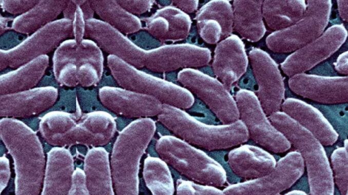germs-1